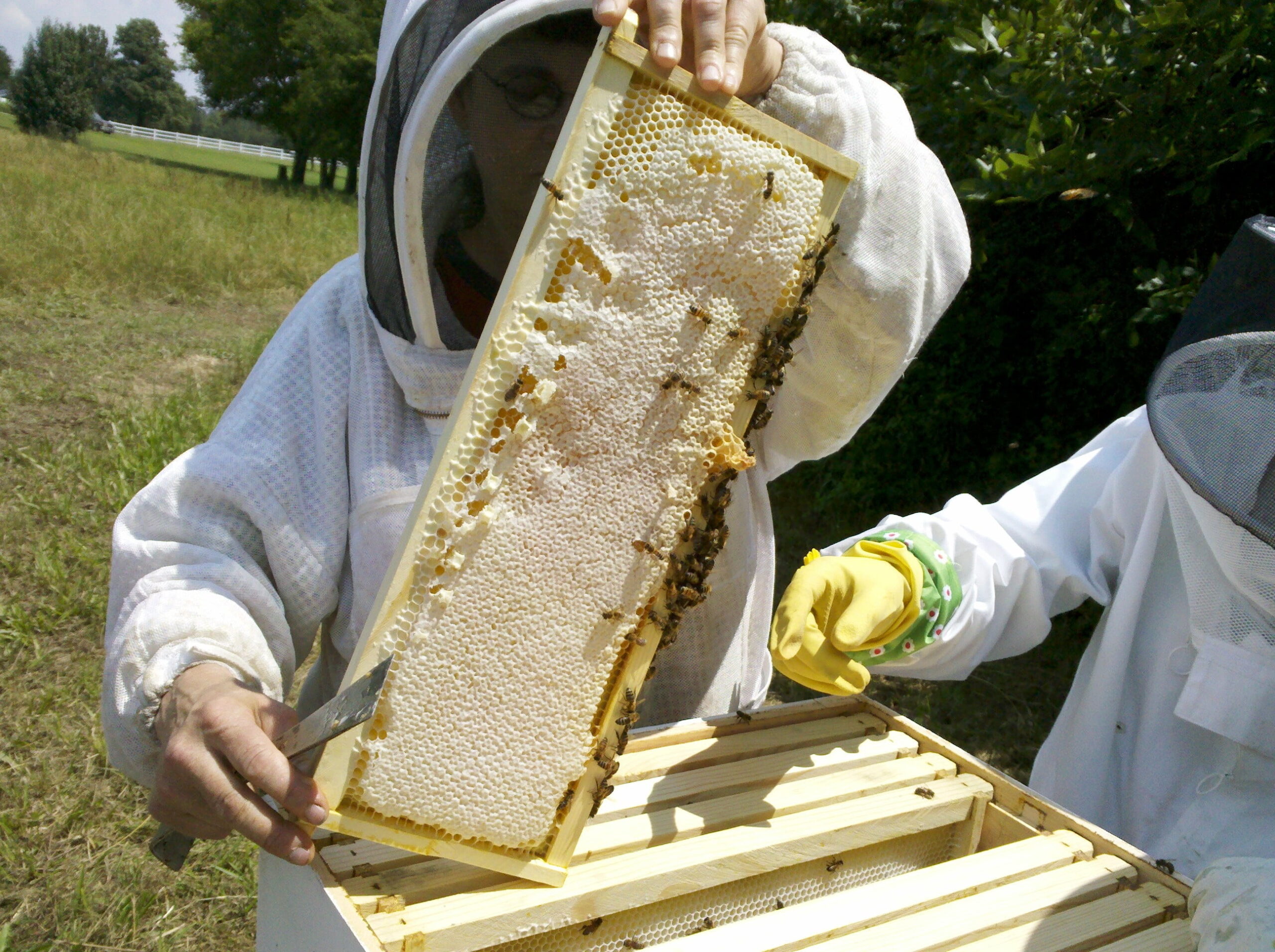 Best Outdoor Cleaning Habits to Prevent Bee Nests