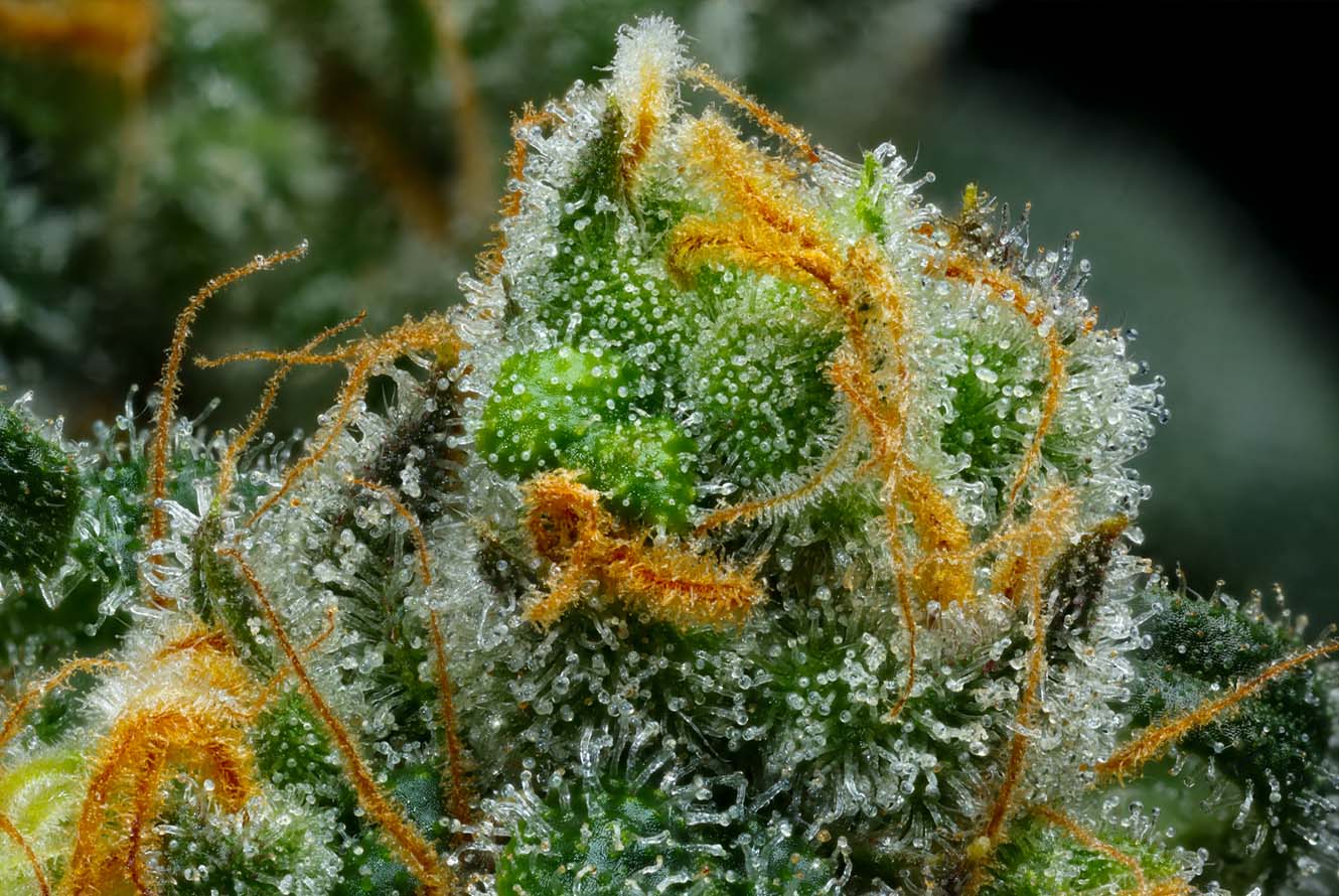 BC Organic Lucy in the Sky (LSD): A Premium Sativa Experience