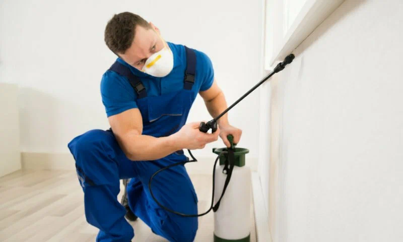 Pest Control Services in Lahore | Termite Treatment Experts