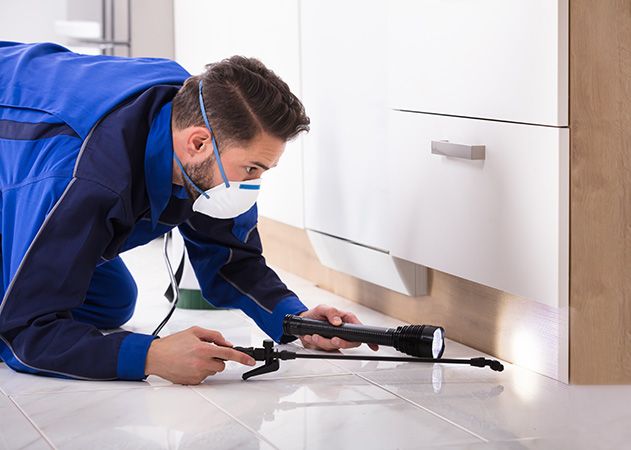 Deemak Control in Lahore | Expert Pest Control Services