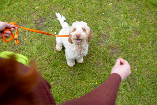 on leash dog training