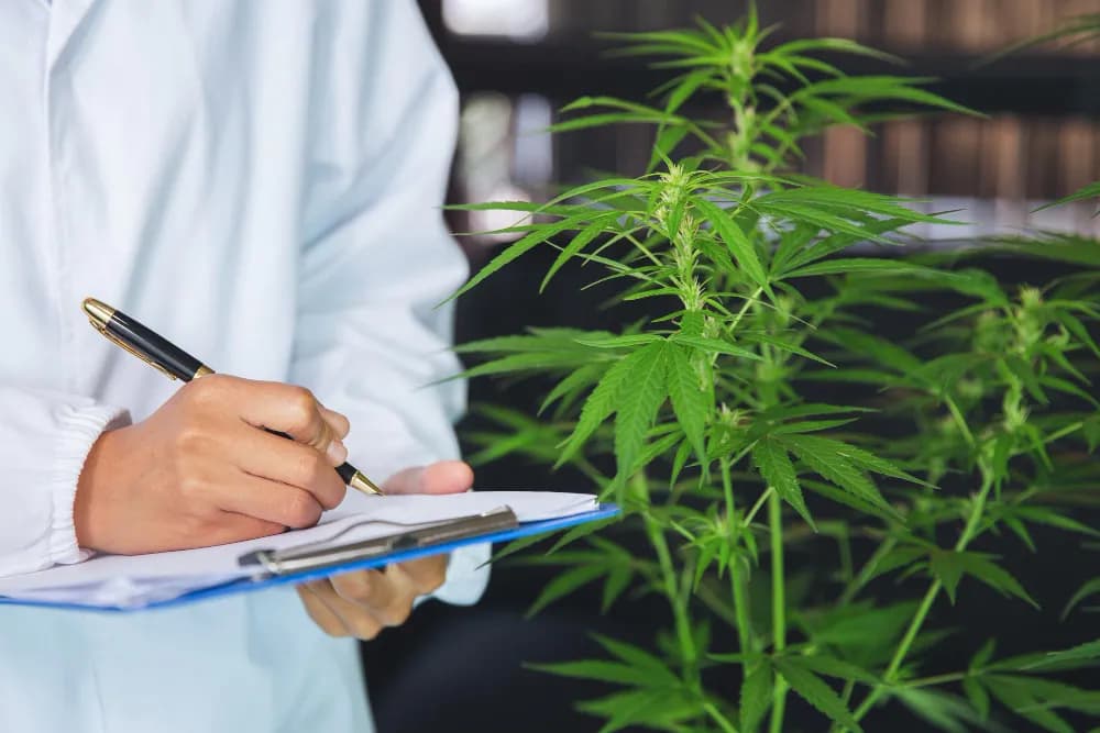 Why Virginians Need Certification for Cannabis Treatment