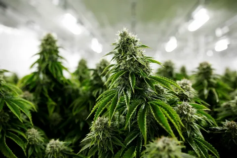 Organic Dancehall: A Balanced, Flavor-Rich Craft Cannabis Experience