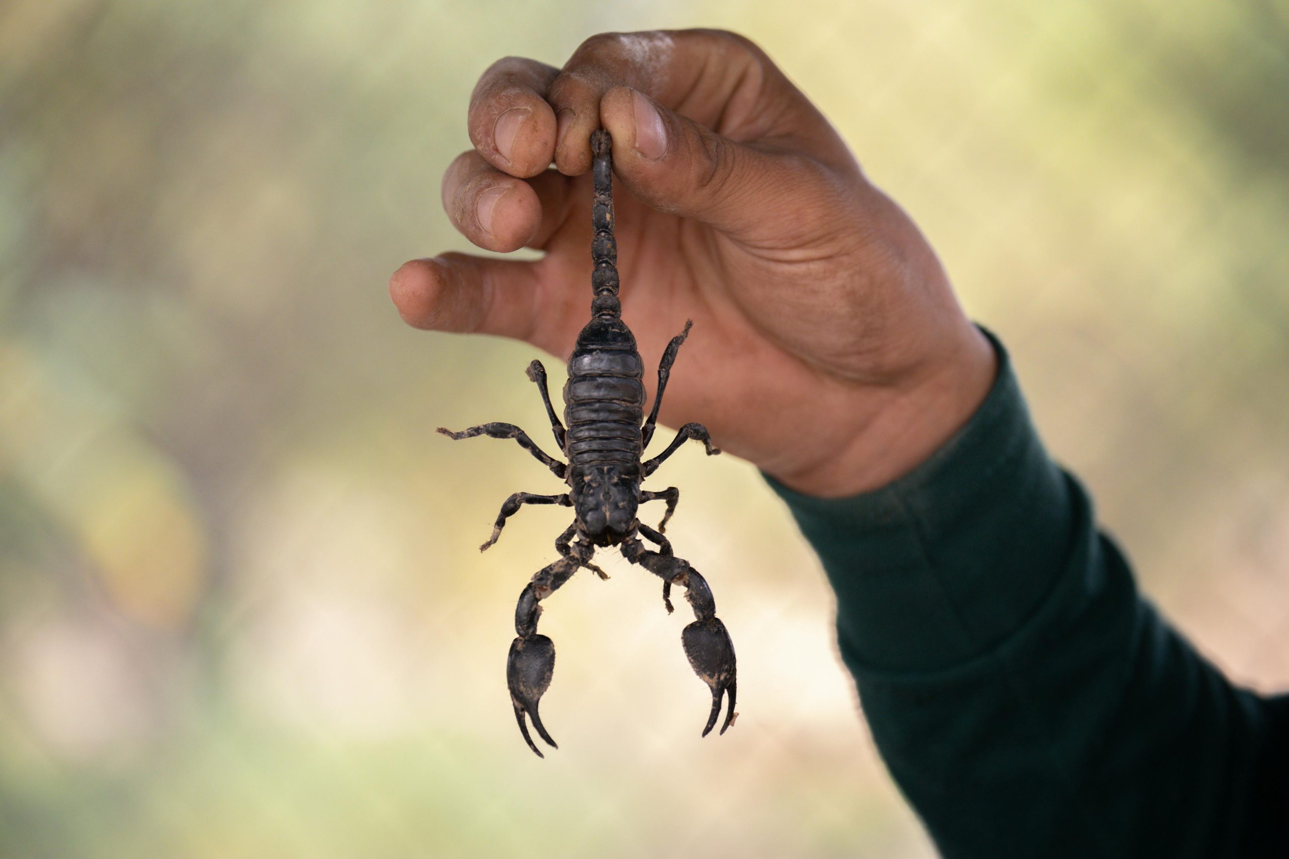 Comprehensive Scorpions Control Dubai for Homes and Businesses