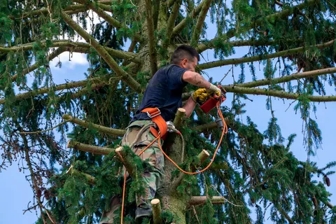 tree trimming