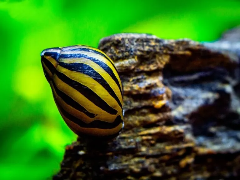 How to Care for Aquarium Snails Bought Online