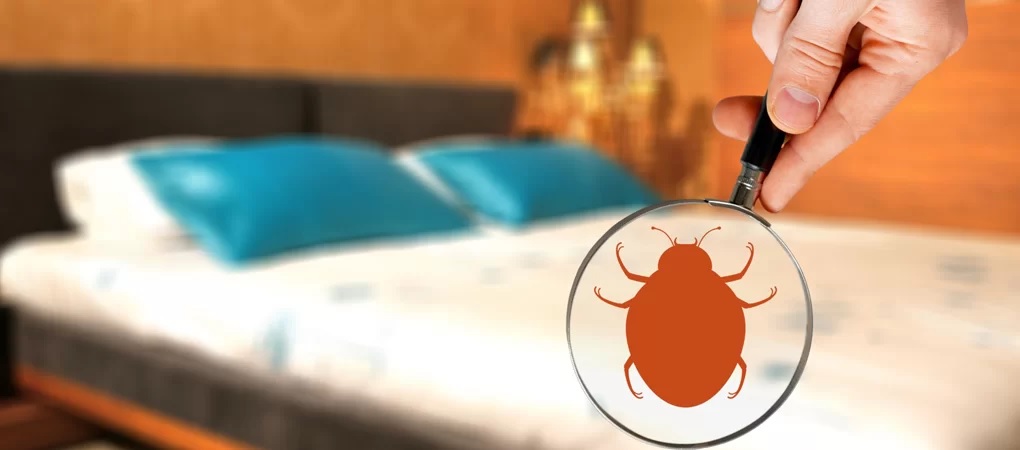What Are the Most Effective Methods for Bed Bug Control in Abbotsford?