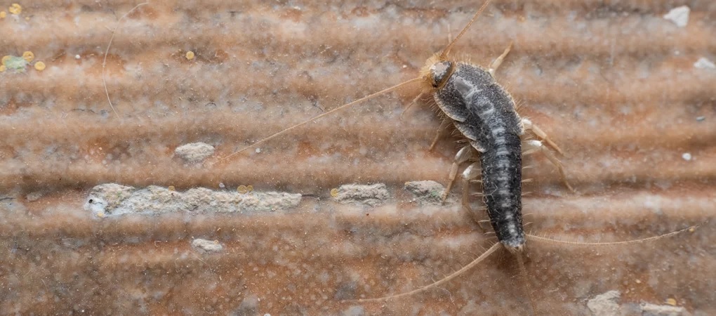 What Are Silverfish and Why Do They Invade Homes in Abbotsford?