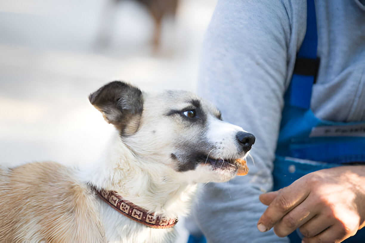 Is Fenbendazole Safe for Puppies and Adult Dogs?