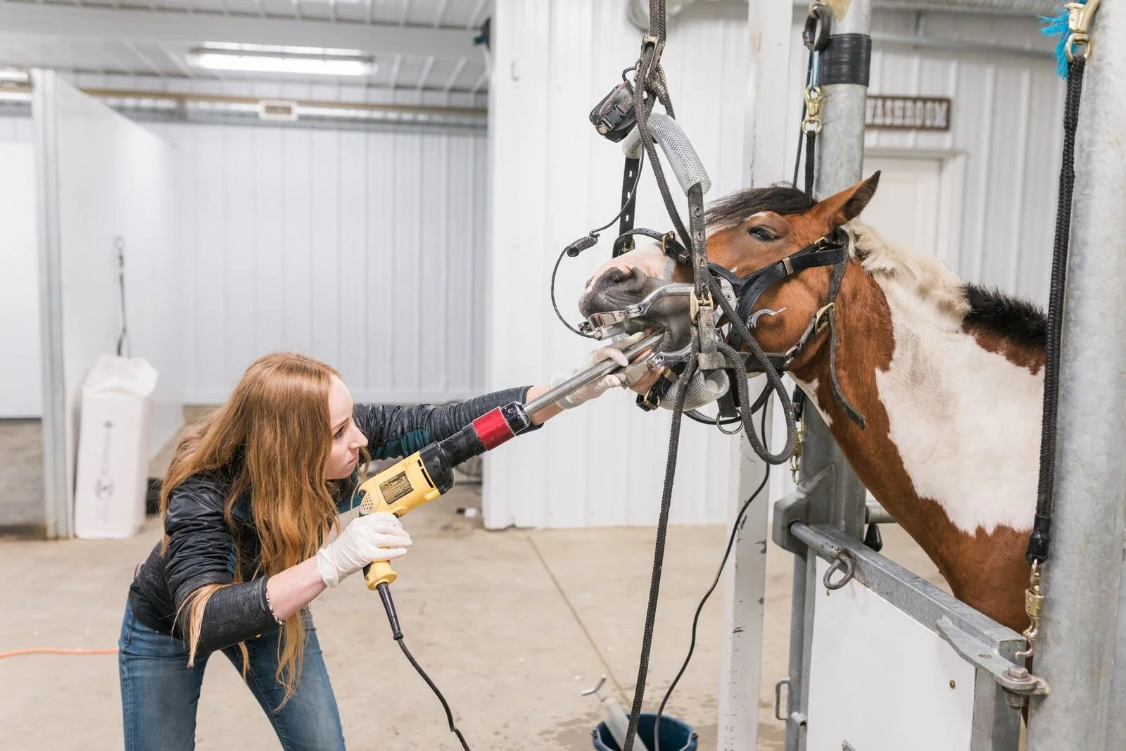The Complete Horse Teeth Floating Guide for Happy Horses
