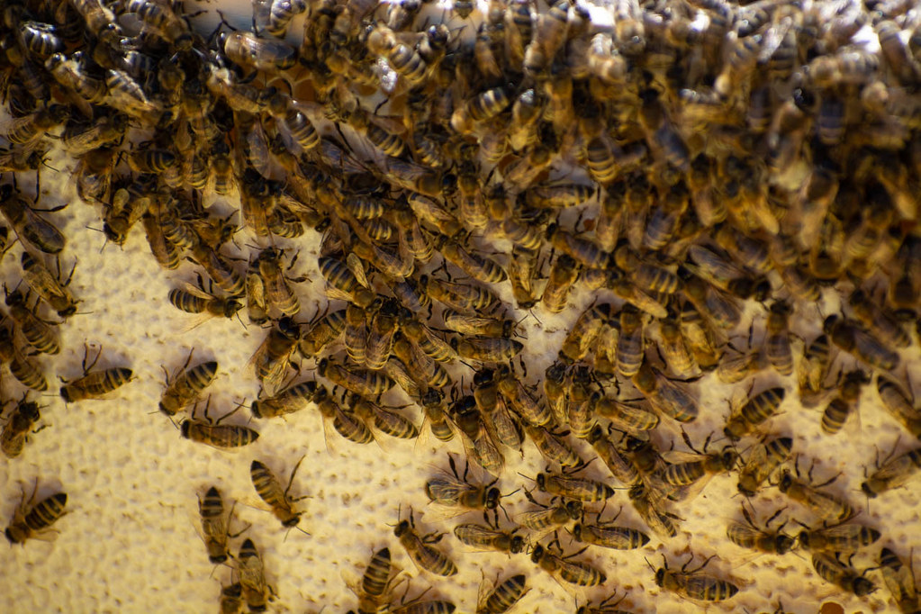 Bee-Safe Home Maintenance Practices Every Homeowner Should Know
