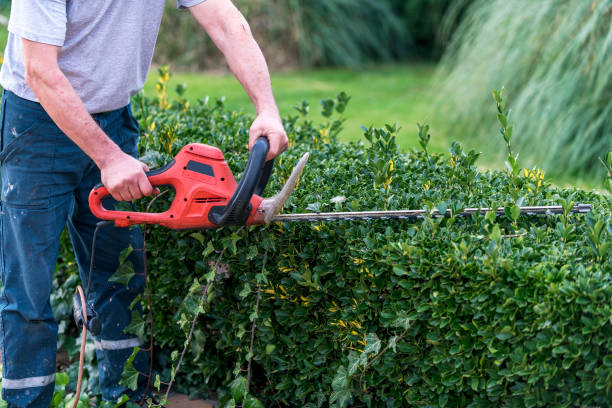 How Shrub Trimming Protects Young Shrubs From Damage