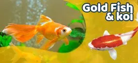 Why Tropical Shrimp Are Becoming Popular in Modern Aquariums