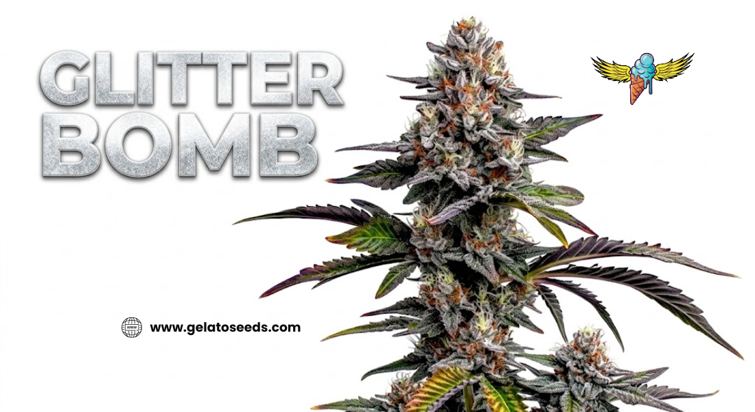 Shining a Light on Glitter Bomb Strain Seeds: An Elite Genetic Profile