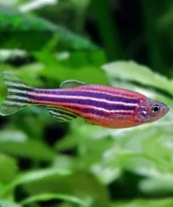 Understanding the Care Needs of Freshwater Tropical Fish