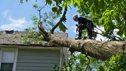 Emergency Tree Pruning Honolulu HI Specialists You Can Trust