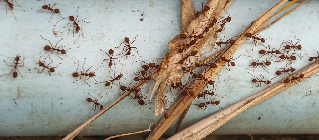What Are the Most Common Ant Problems in Abbotsford?