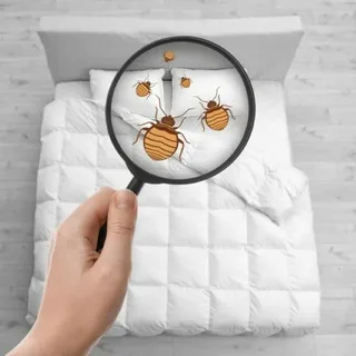 Bedbugs Spray Complete Guide to Effective Bed Bug Control