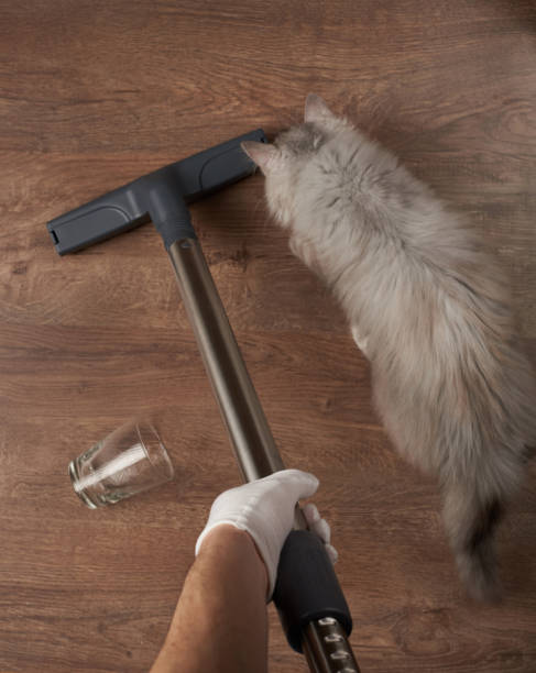 Pet Urine Removal Fairfax – Professional Cleaning by Cardinal Cleaning Solution
