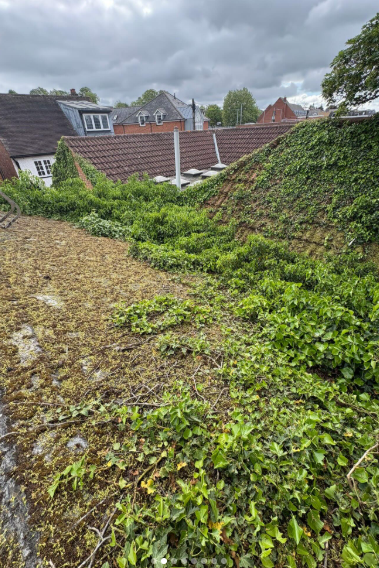 Moss Removal from Roof and Why Professional Treatment Is Worth It