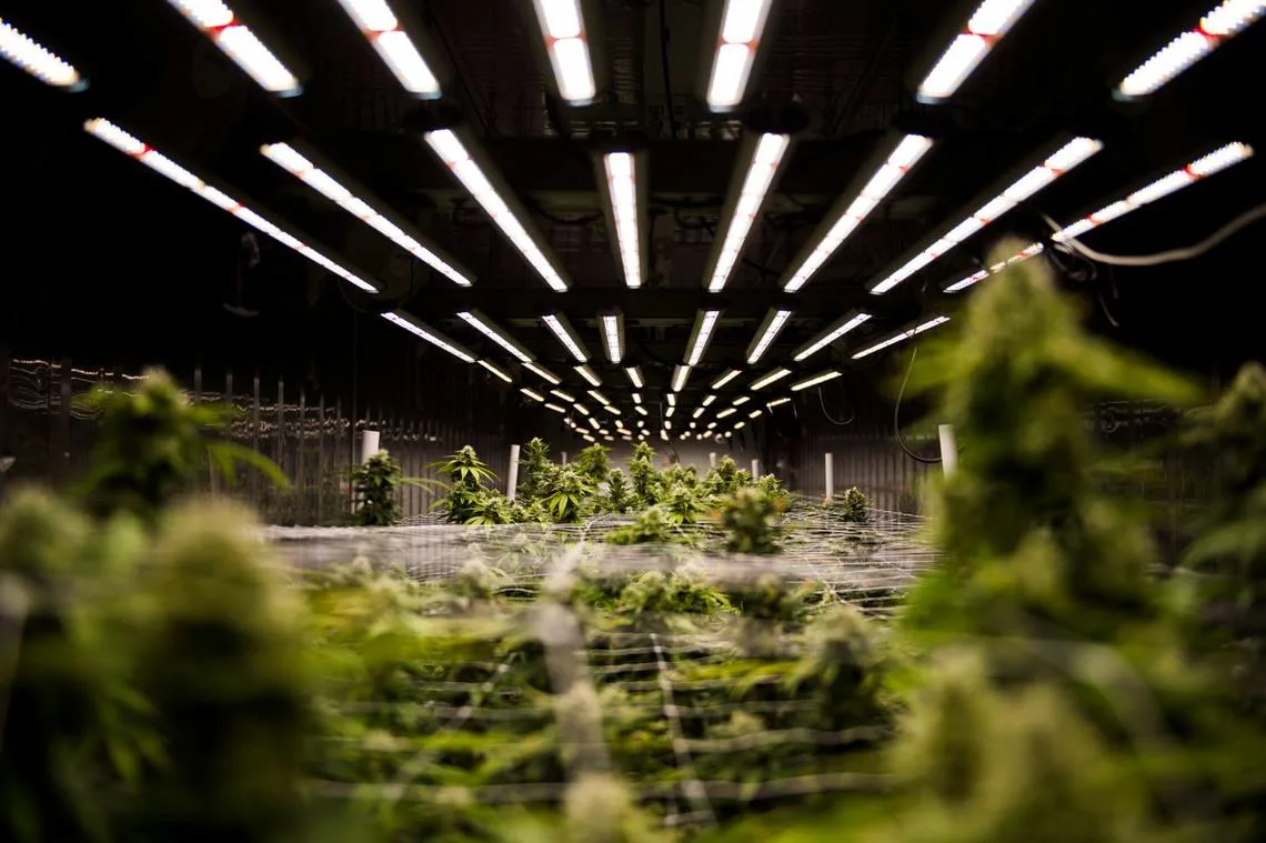 Marijuana Delivery Sacramento