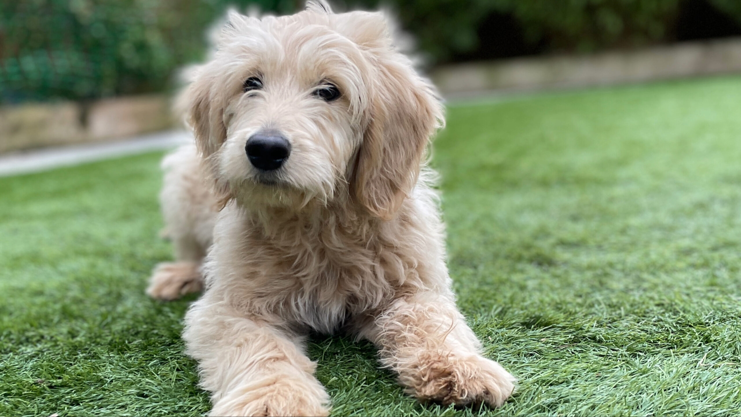 What Health Tests Does A Goldendoodle Breeder Offer?