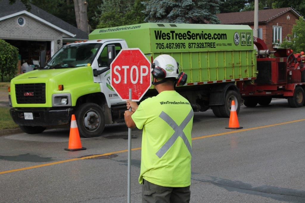 Arborist service muskoka