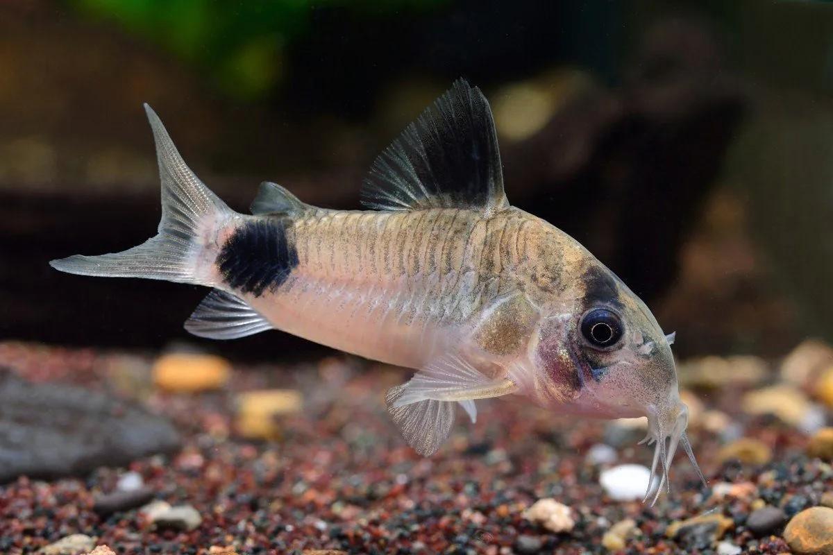 freshwater aquarium fish