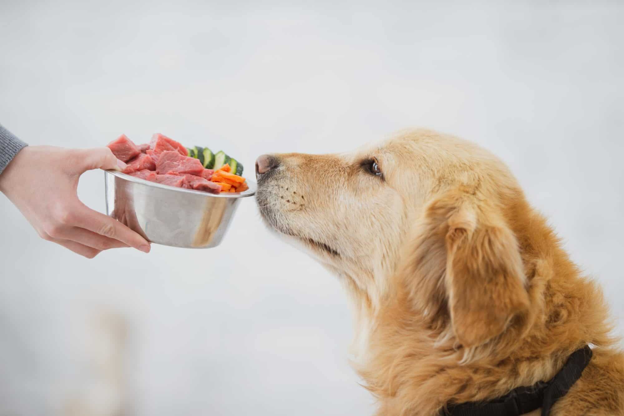 Nutrition Tips for Pets with Chronic Health Conditions