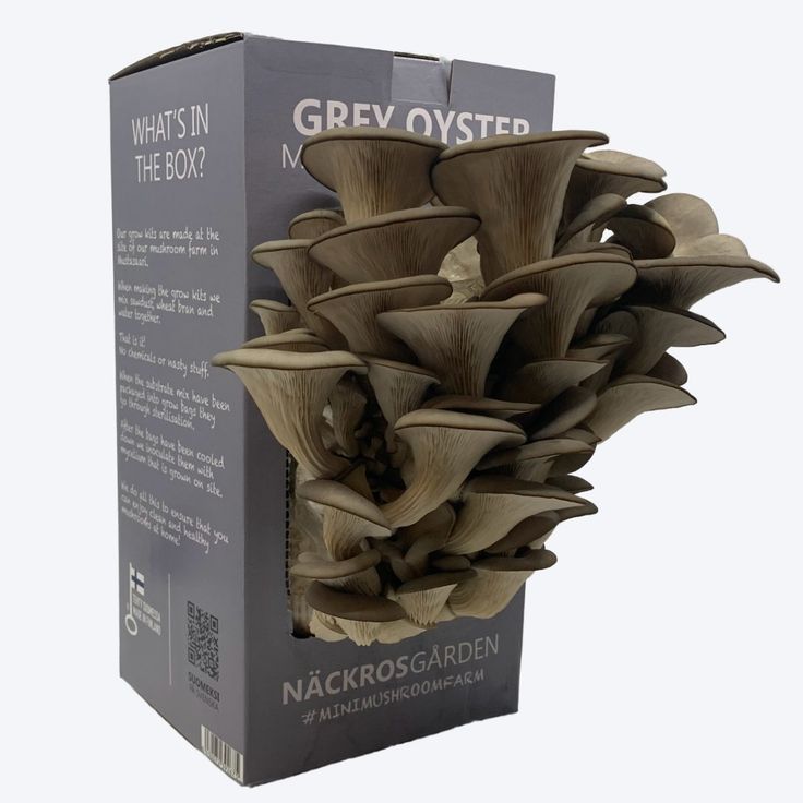 Durable Custom Mushroom Boxes Protecting Delicate Harvests