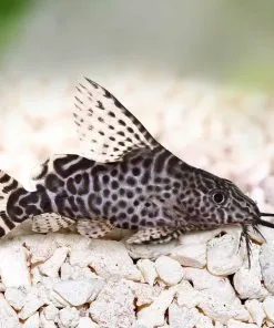 Exploring Exotic Freshwater Fish: Species, Aquarium Requirements, and Care